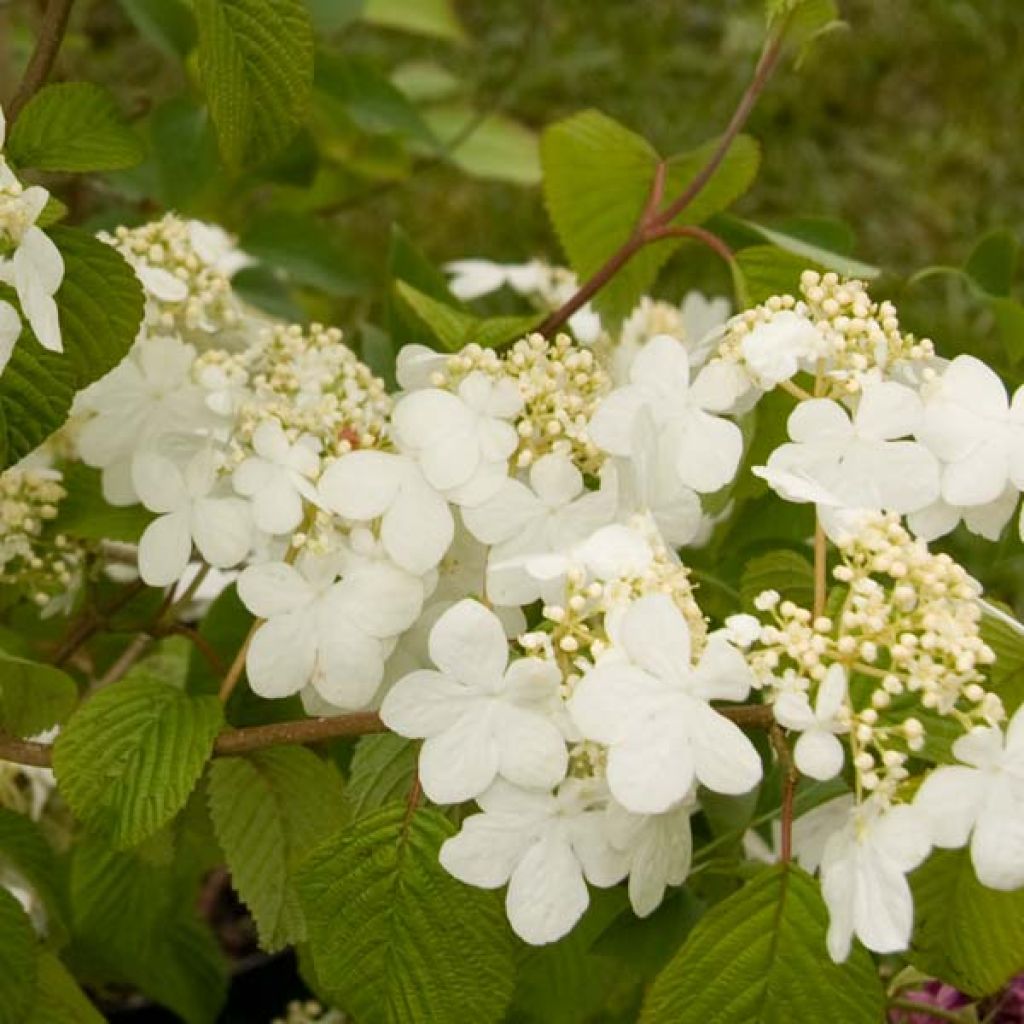 Viorne, Viburnum Plicatum Summer Snow Flake