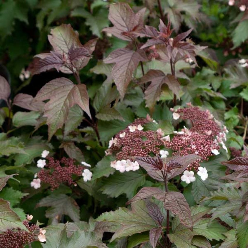 Viburnum sargentii Onondaga - Viorne 