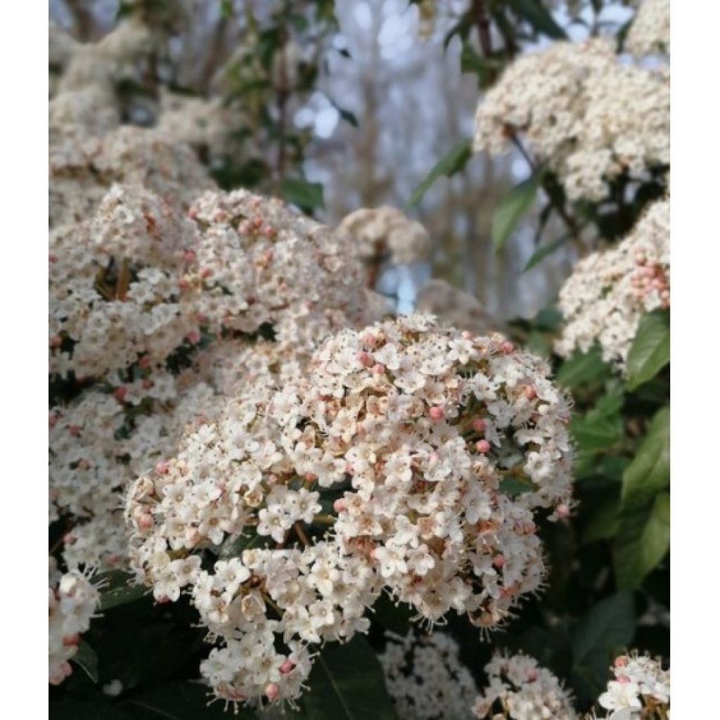 Viburnum tinus Eve Price - Laurier tin