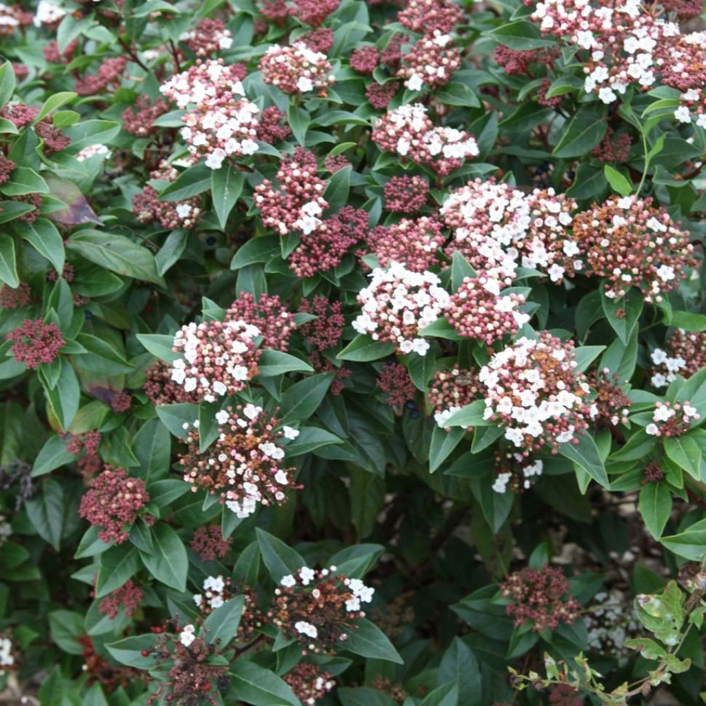 Viorne, Laurier Tin- Viburnum tinus Spirit