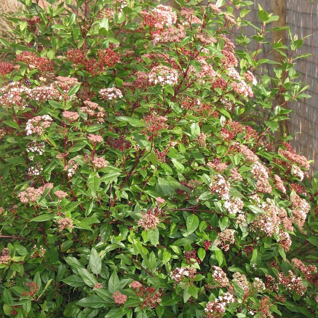 Viorne, Laurier Tin- Viburnum tinus Spirit