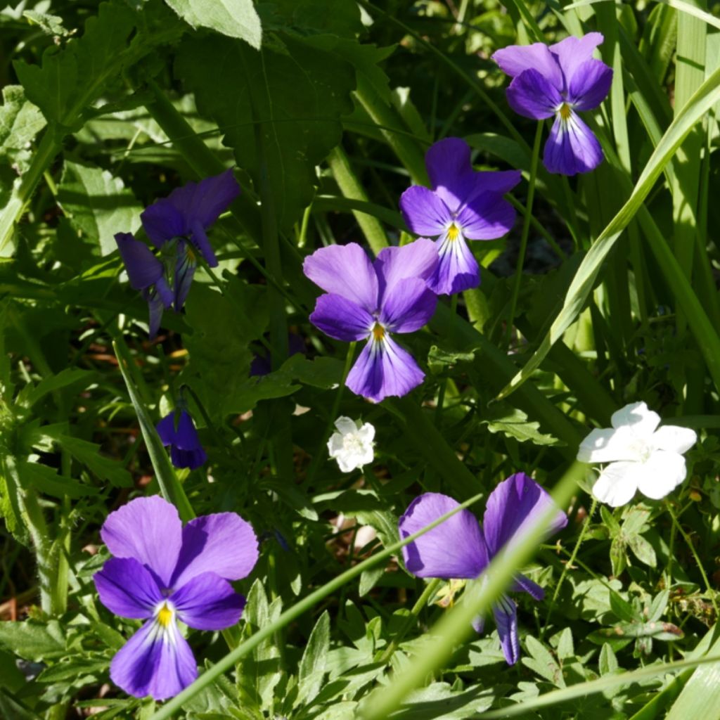 Violette corse, Pensée de Corse - Viola corsica