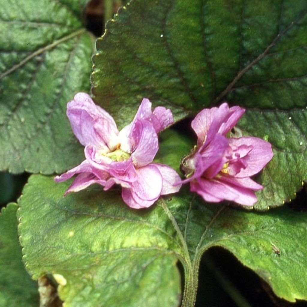 Violette odorante, Viola odorata De Bruneau, pensée