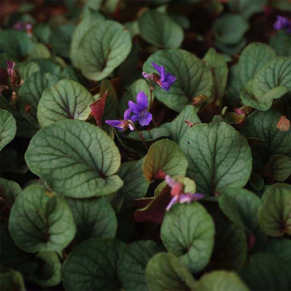 Viola walteri Silver Gem - Violette des Appalaches