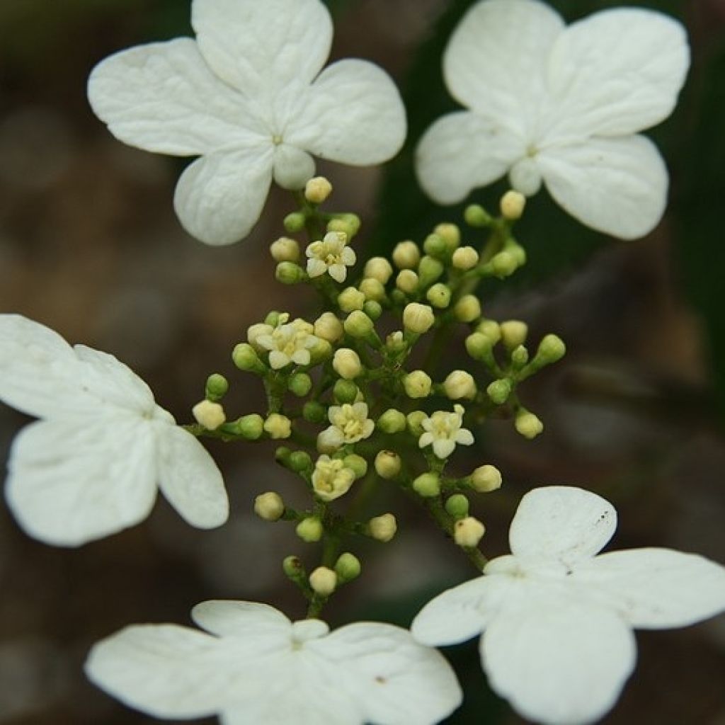 Viorne - Viburnum plicatum Watanabe