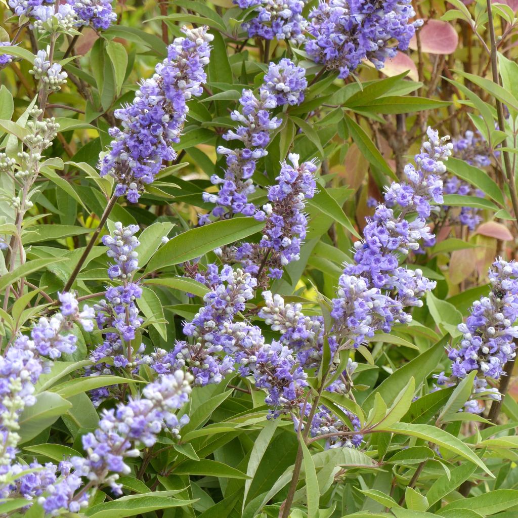 Vitex agnus castus Latifolia - Gattilier