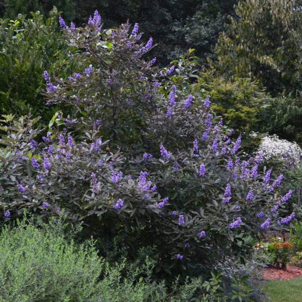 Vitex agnus-castus Flip Side - Gattilier