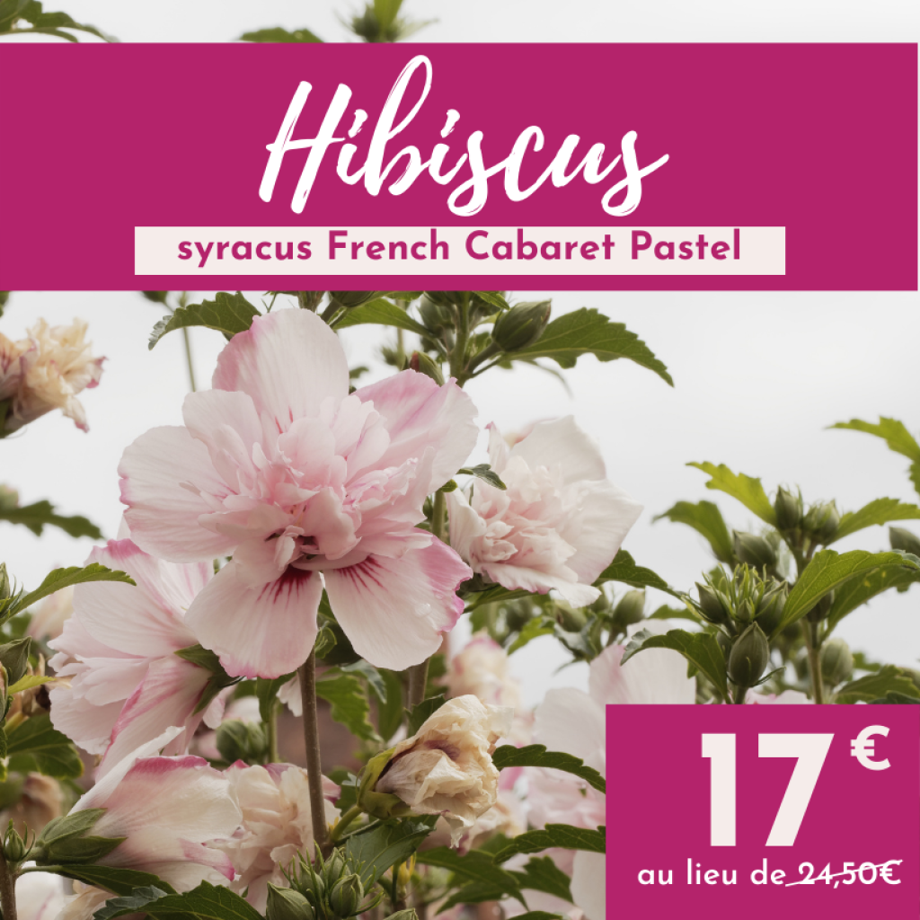 Hibiscus syriacus French Cabaret Pastel - Althéa blanc rose double