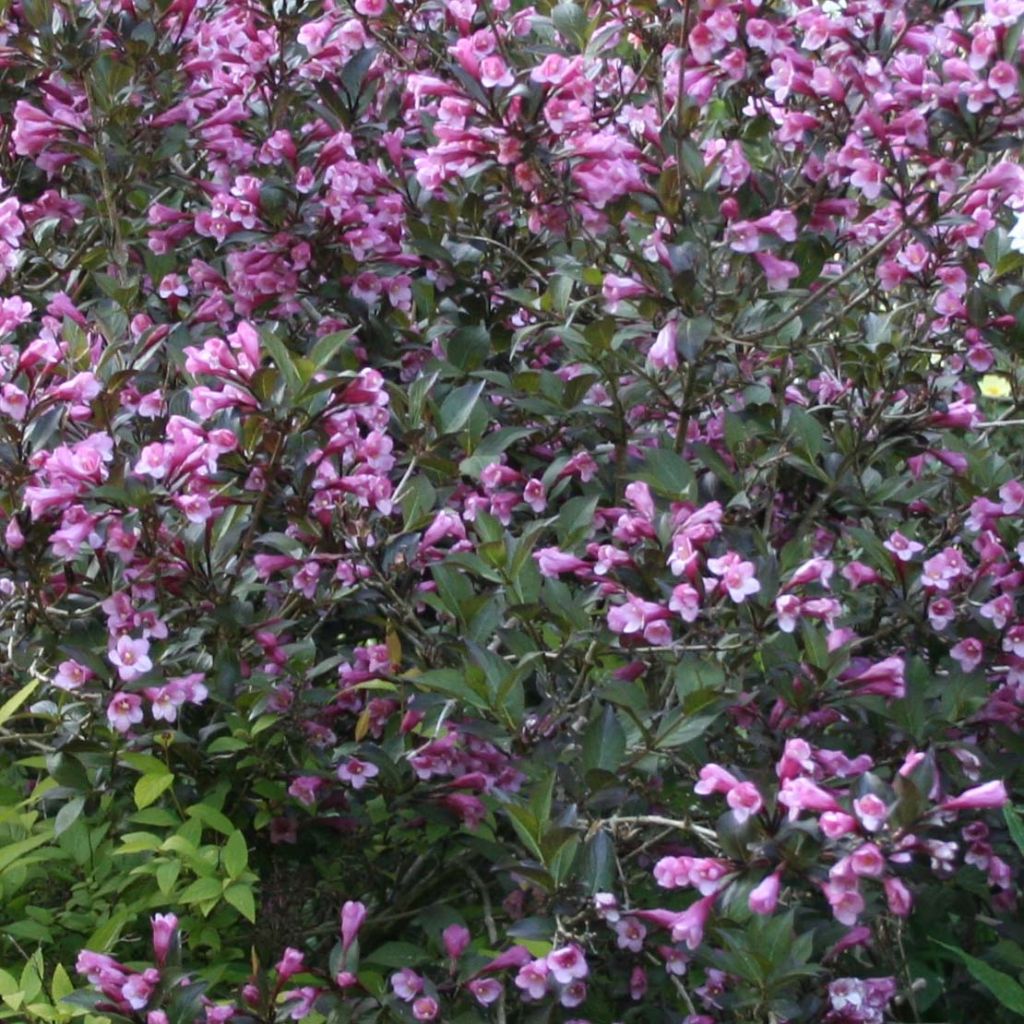 Weigela florida Nana Purpurea - Weigélia pourpre nain 