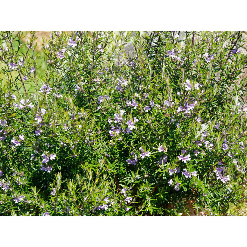 Westringia fruticosa - Romarin d'Australie