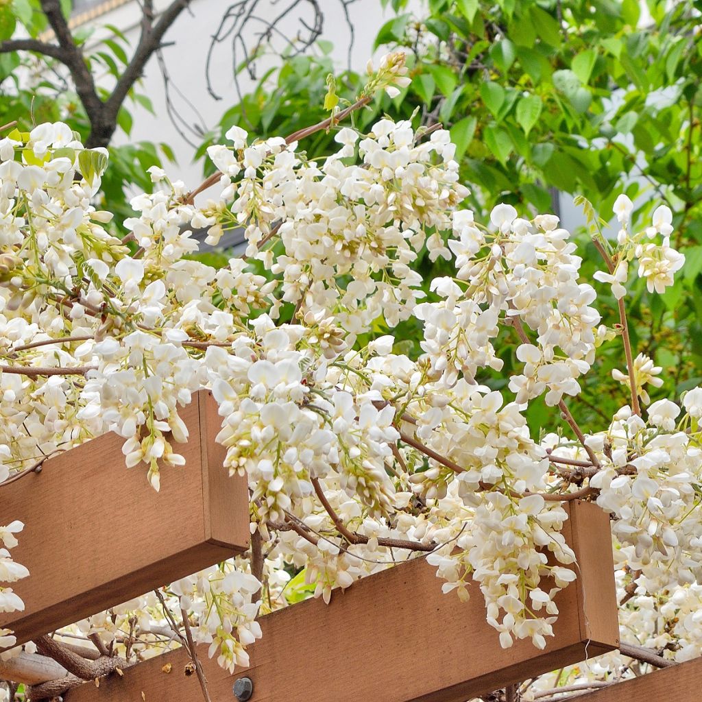 Glycine - Wisteria brachybotrys White Silk