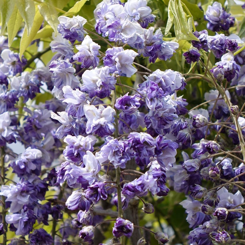 Glycine Grande Diva Cecilia - Wisteria (x) venusta 