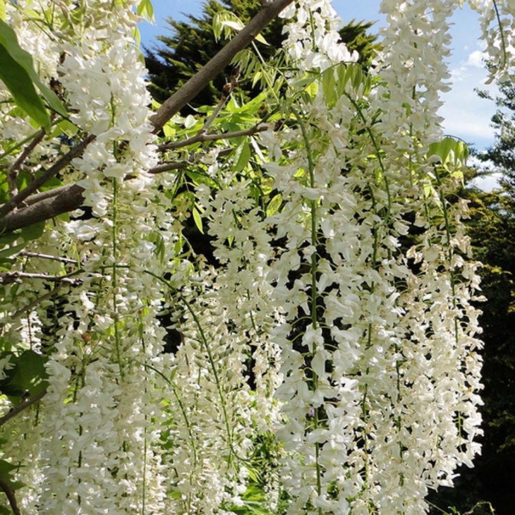 Glycine du Japon - Wisteria floribunda Alba