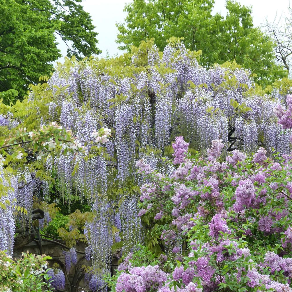 Glycine japonaise - Wisteria floribunda - Le Jardin du Pic Vert