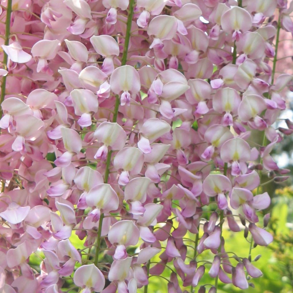 Glycine du Japon - Wisteria floribunda Honbeni (Rosea, Pink Ice)