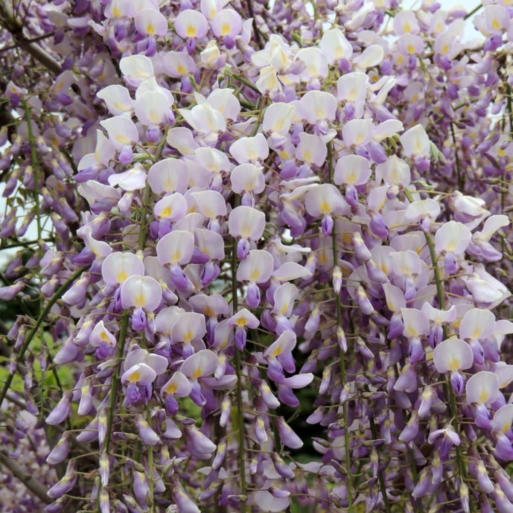 Glycine Grande Diva Maria - Wisteria (x) venusta