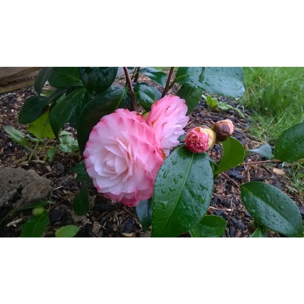 Camélia classique - Camellia Nuccio s Pearl