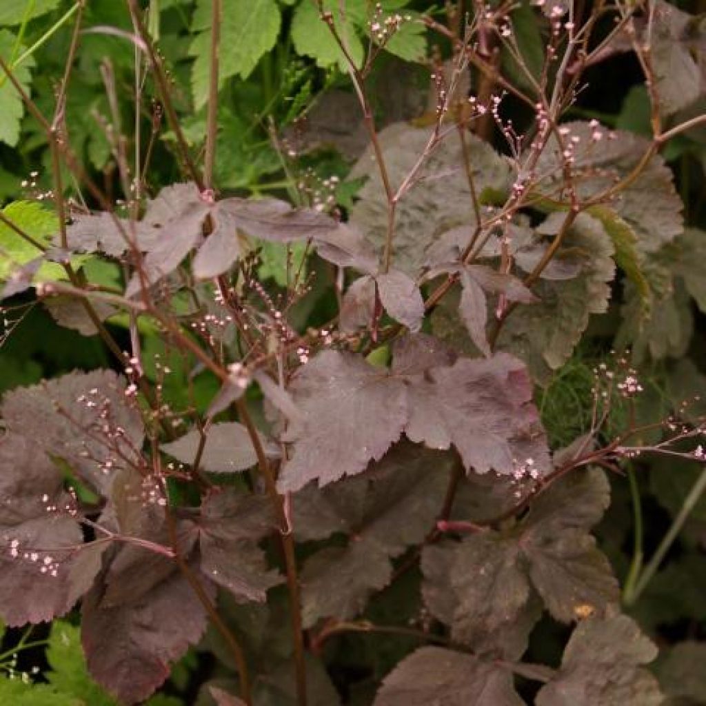 Cryptotaenia japonica purpurea - Persil japonais