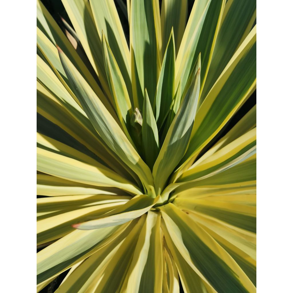 Yucca Bright Star - Yucca panaché