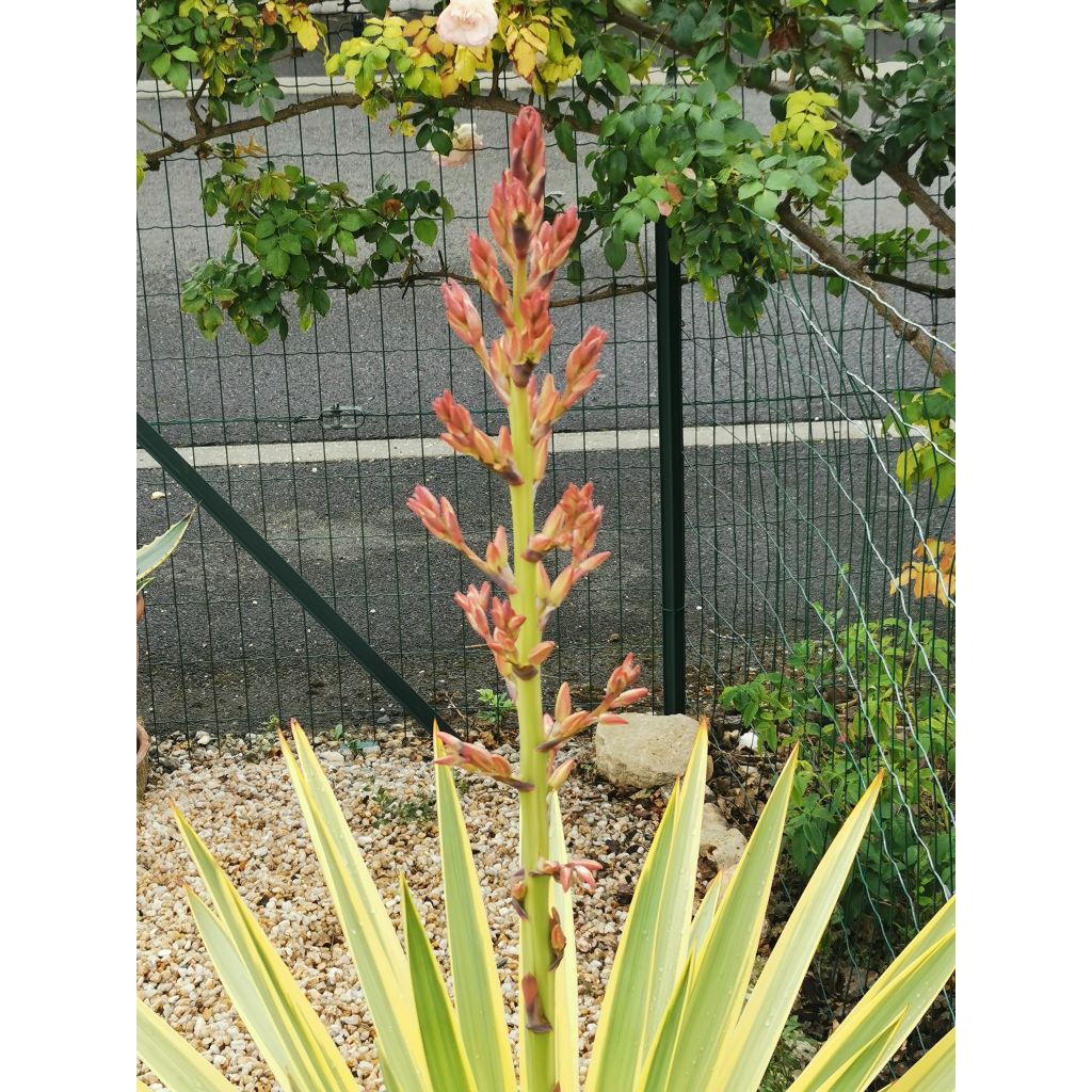 Yucca Bright Star - Yucca panaché