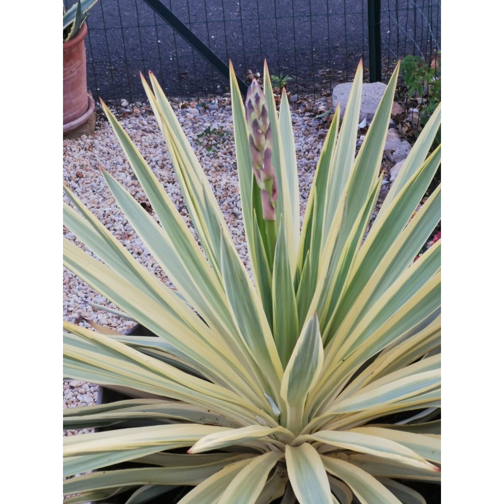 Yucca Bright Star - Yucca panaché