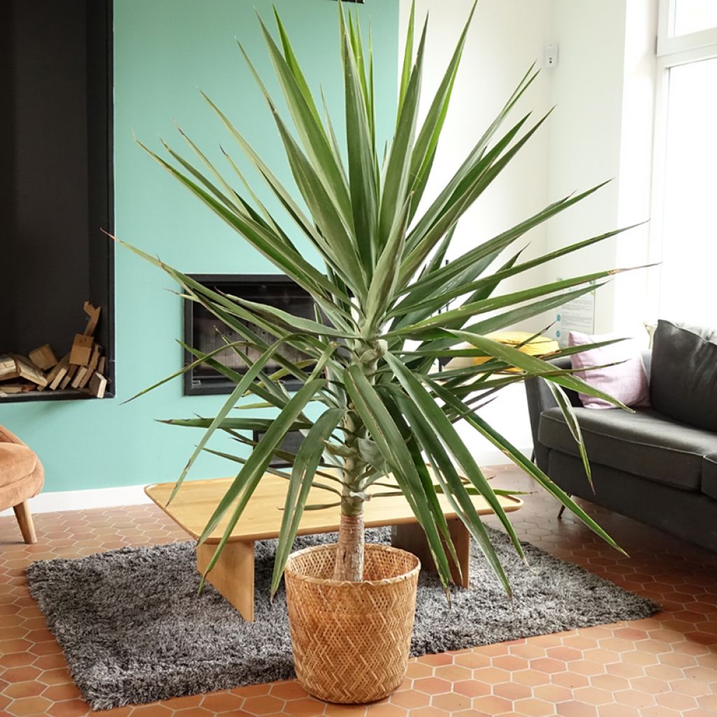 Yucca elephantipes Jewel - Yucca pied d'éléphant panaché