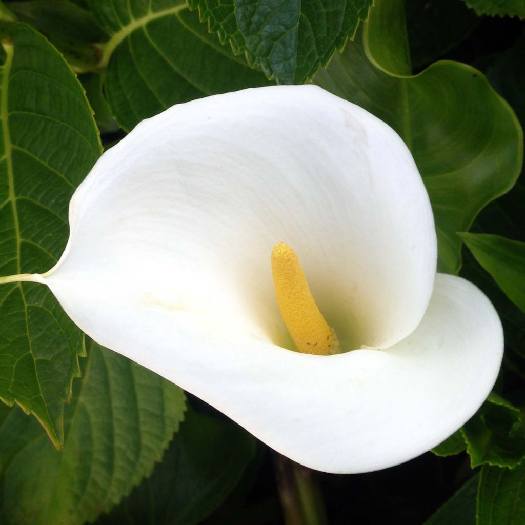 Arum ou Calla blanc - Zantedeschia Aethiopica en pot