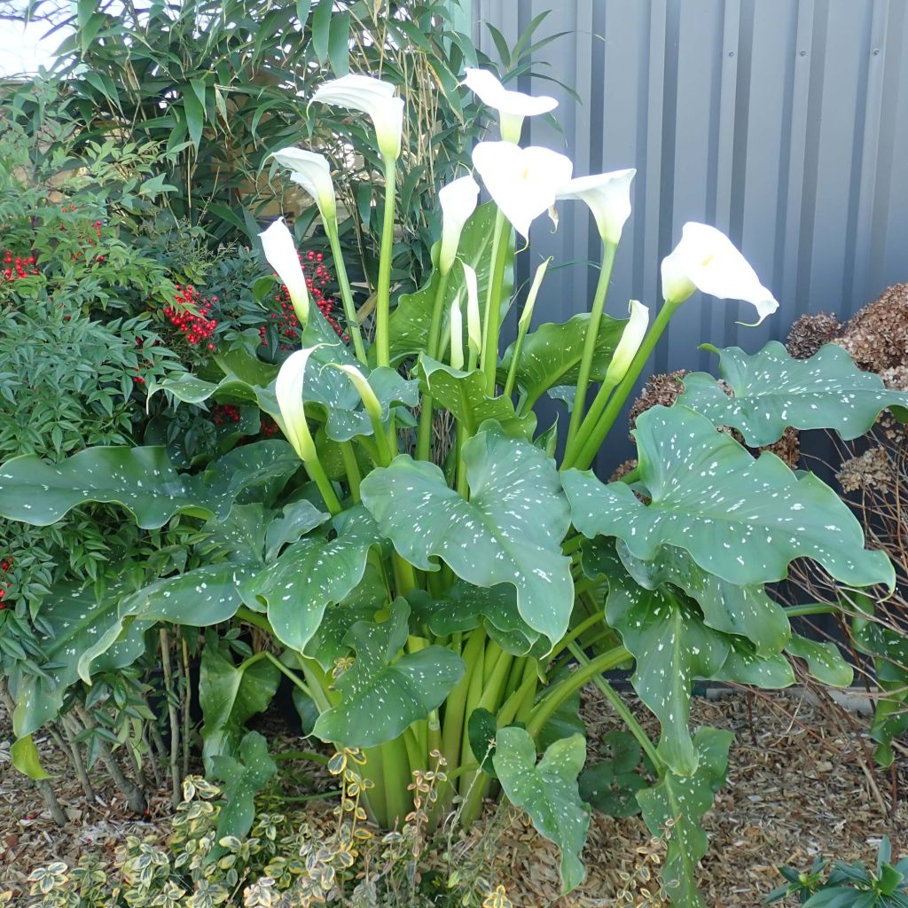 Zantedeschia aethiopica Himalaya - Arum d'Ethiopie géant