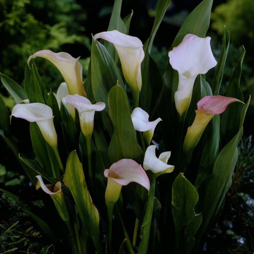 Arum ou Calla blanc rosé - Zantedeschia Crystal Blush