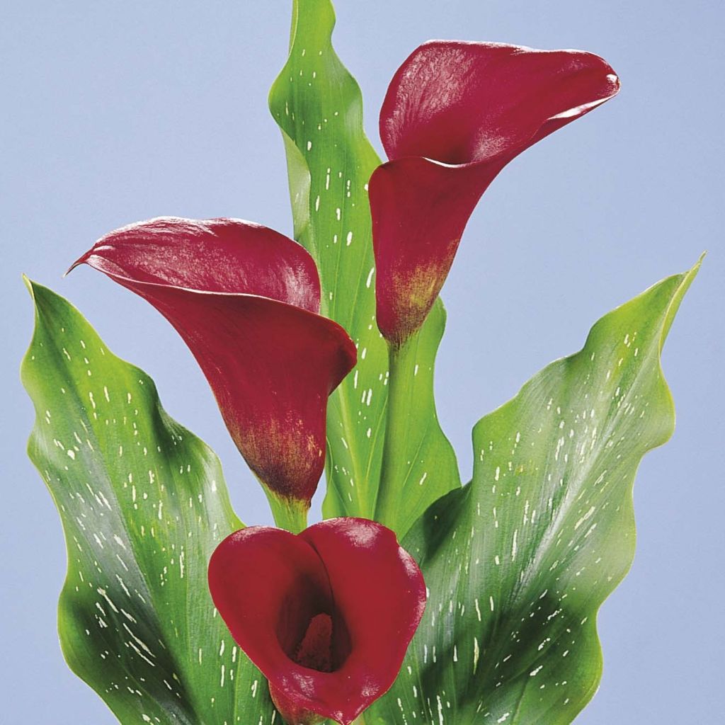 Arum ou Calla rouge framboise - Zantedeschia Red Alert