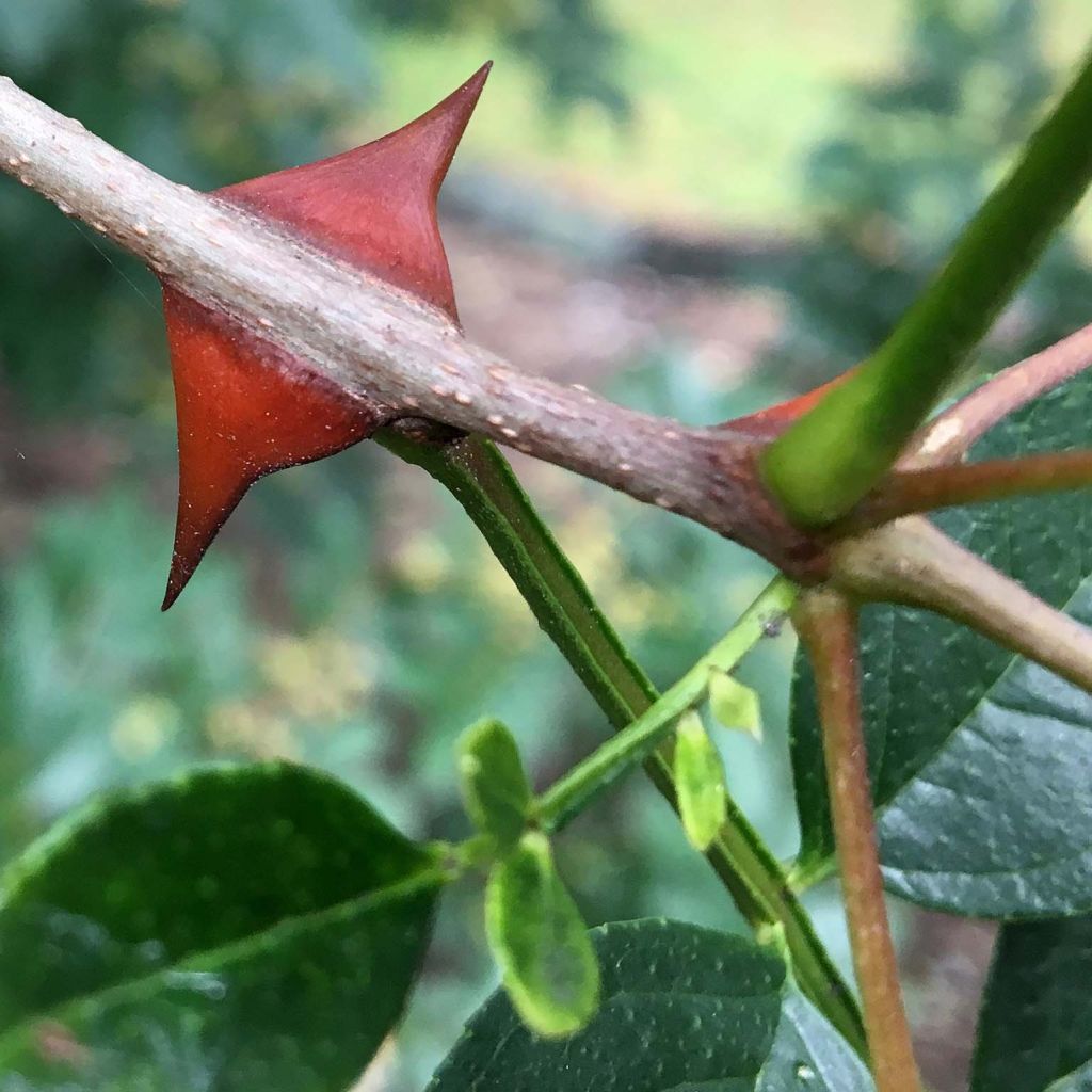 Zanthoxylum simulans - Poivrier du Sichuan