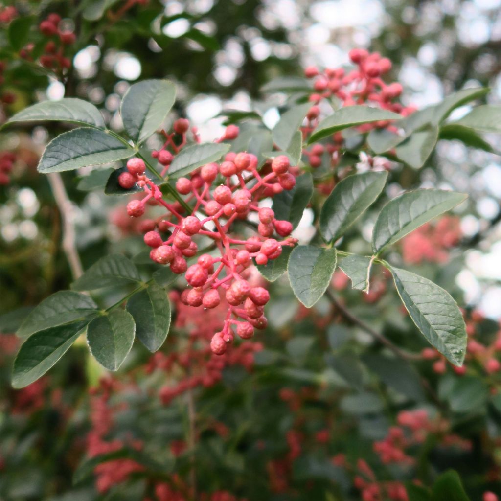 Zanthoxylum simulans - Poivrier du Sichuan