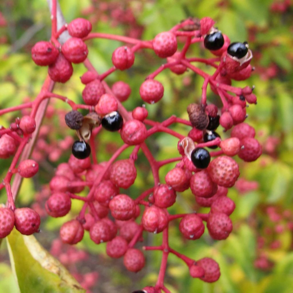 Zanthoxylum simulans - Poivrier du Sichuan