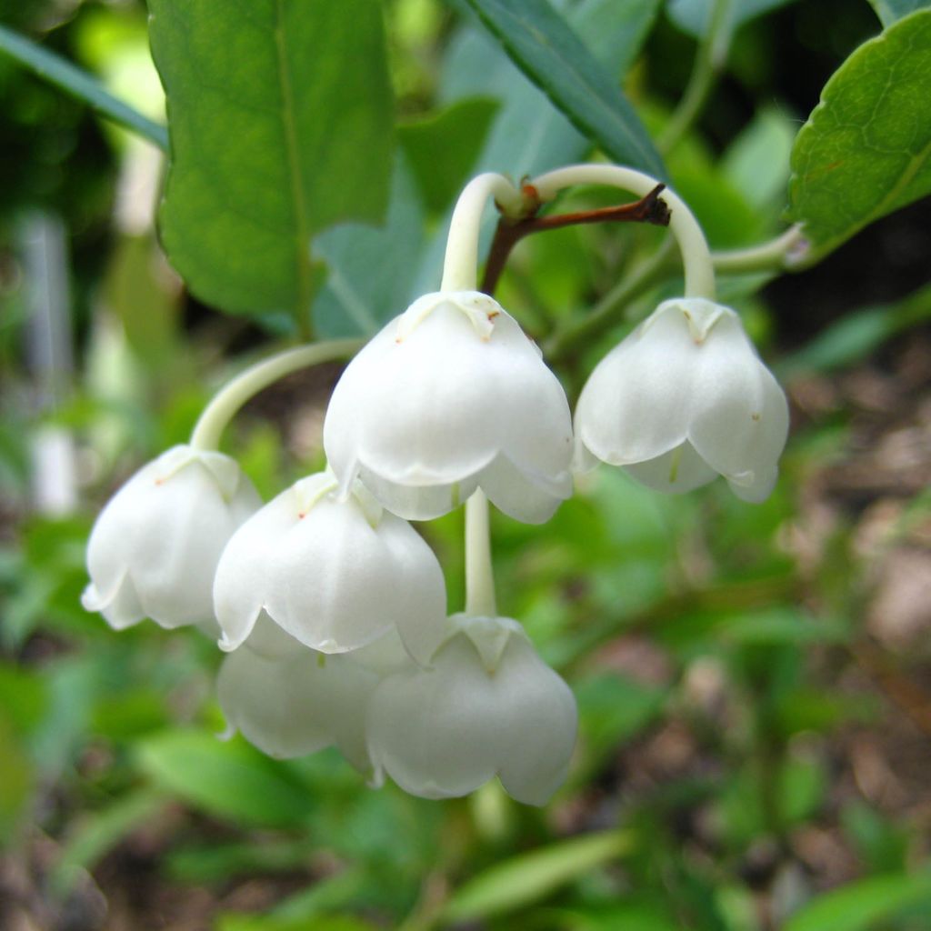 Zenobia pulverulenta Blue Sky - Muguet en arbre