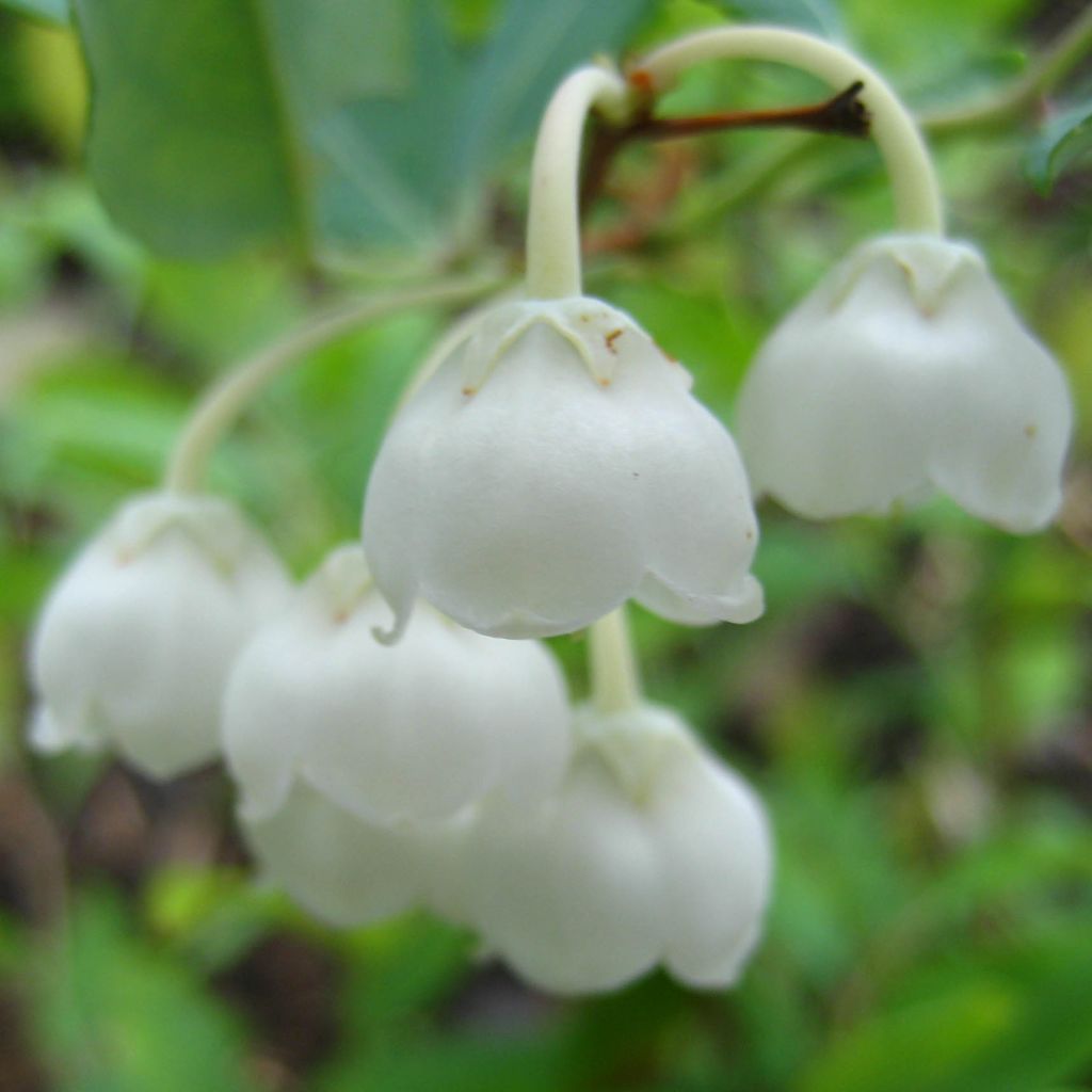 Zenobia pulverulenta Blue Sky - Muguet en arbre