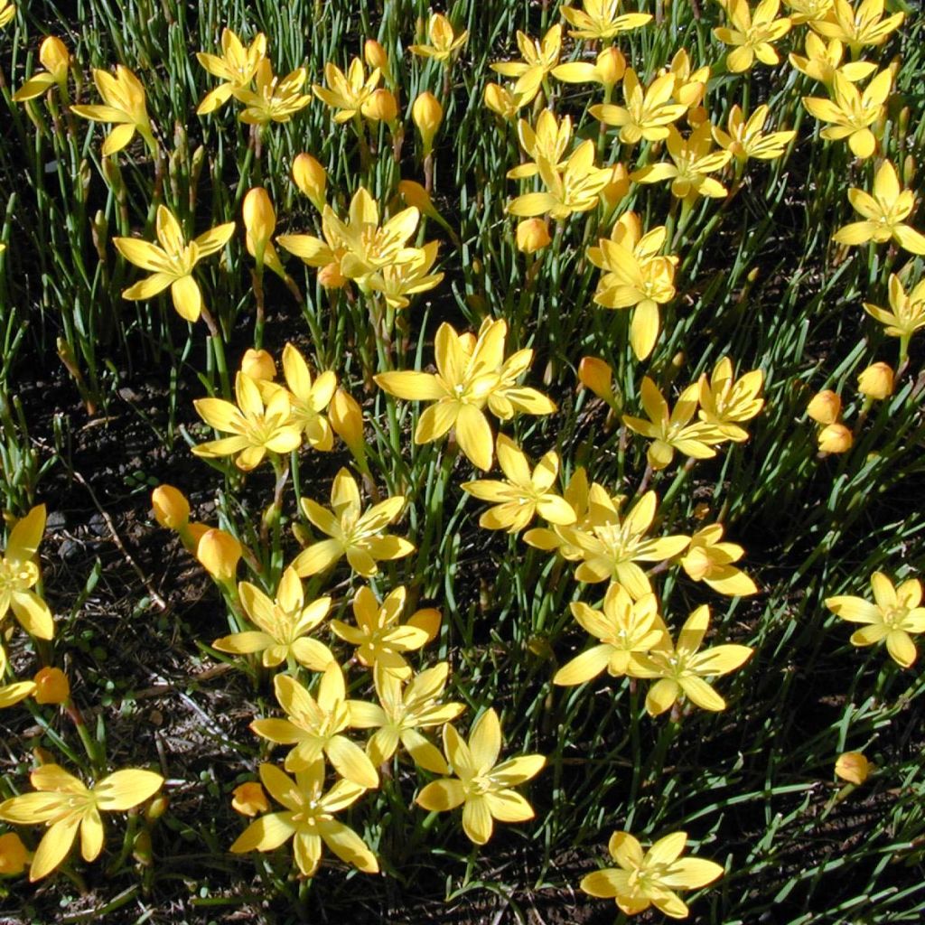 Zephyranthes citrina - Lis zéphir