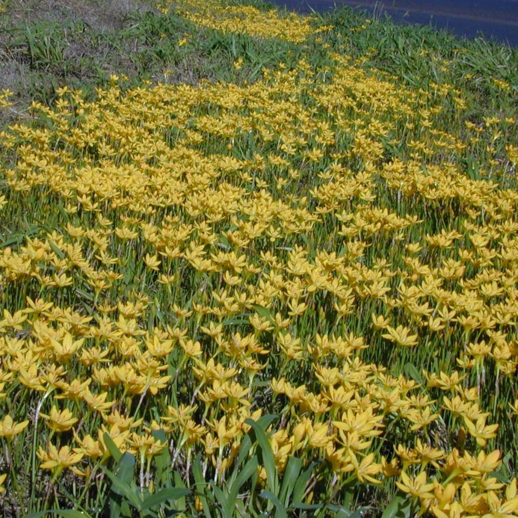 Zephyranthes citrina - Lis zéphir