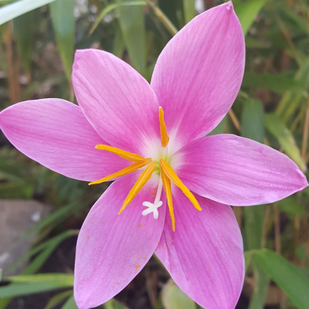 Zephyranthes rosea - Lis zéphir rose