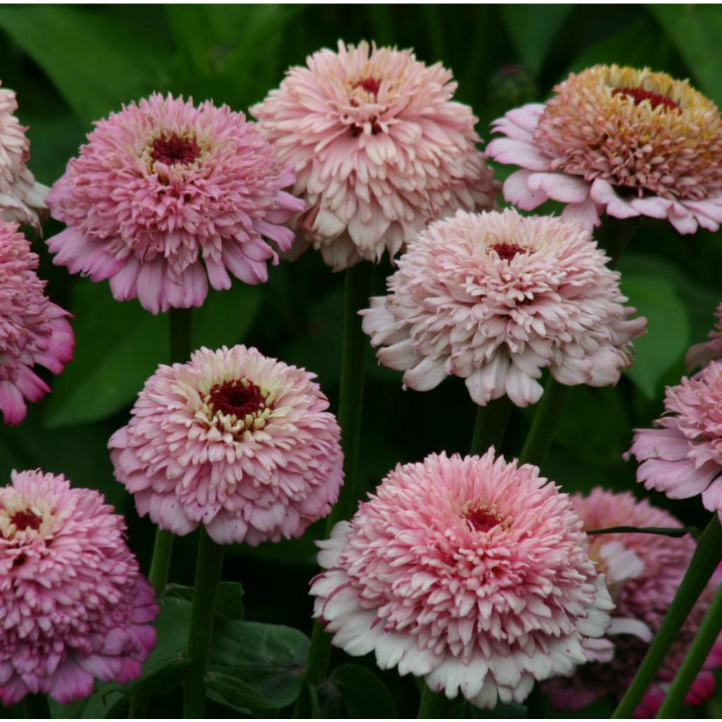 Graines de Zinnia elegans Zinderella Lilac