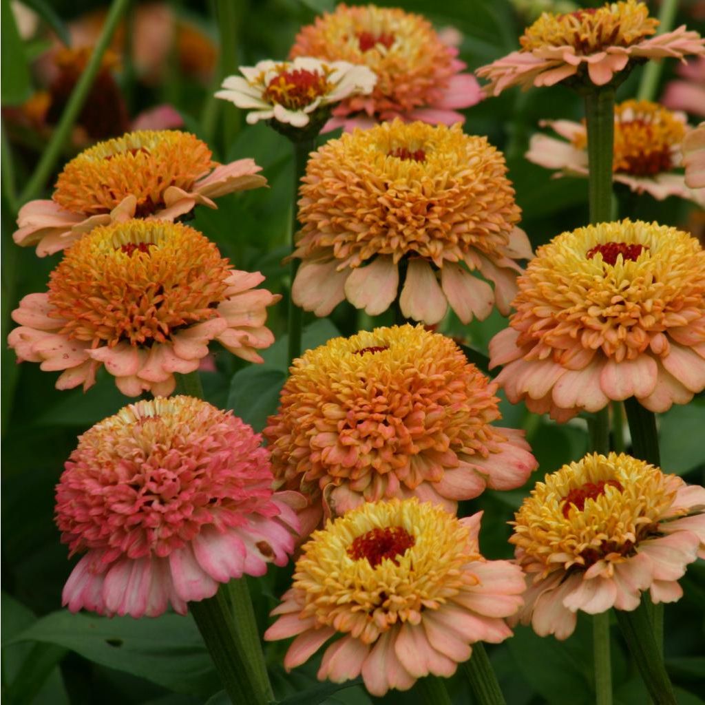 Graines de Zinnia elegans Zinderella Peach