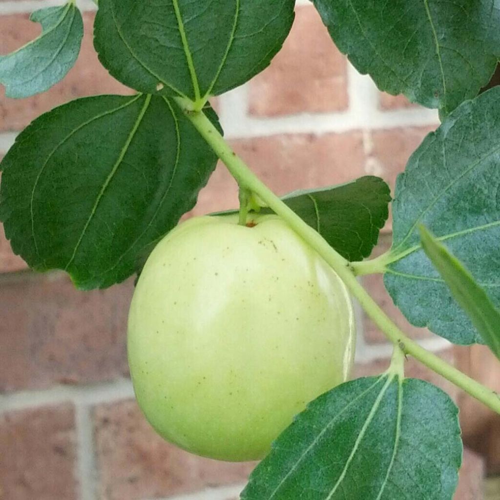 Ziziphus jujuba Li - Jujubier à gros fruits