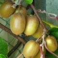 Kiwi  Hayward (femelle) - Actinidia deliciosa