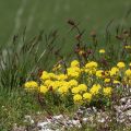 Alyssum Montanum Berggold ou Aurinia Montanum Berggold