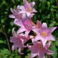 Amaryllis belladonna - Lis belladonne