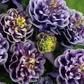 Ancolie Winky Double Blue White - Aquilegia vulgaris