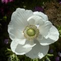 Anemone coronaria The Bride - Anémone de Caen