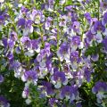 Angelonia Angelface Wedgewood Blue - Angélonia bleu violet pâle