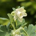 Ancolie naine - Aquilegia flabellata Cameo White