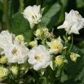 Ancolie Winky White and White - Aquilegia vulgaris
