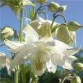 Ancolie commune hybride-  Aquilegia vulgaris var. stellata White Barlow